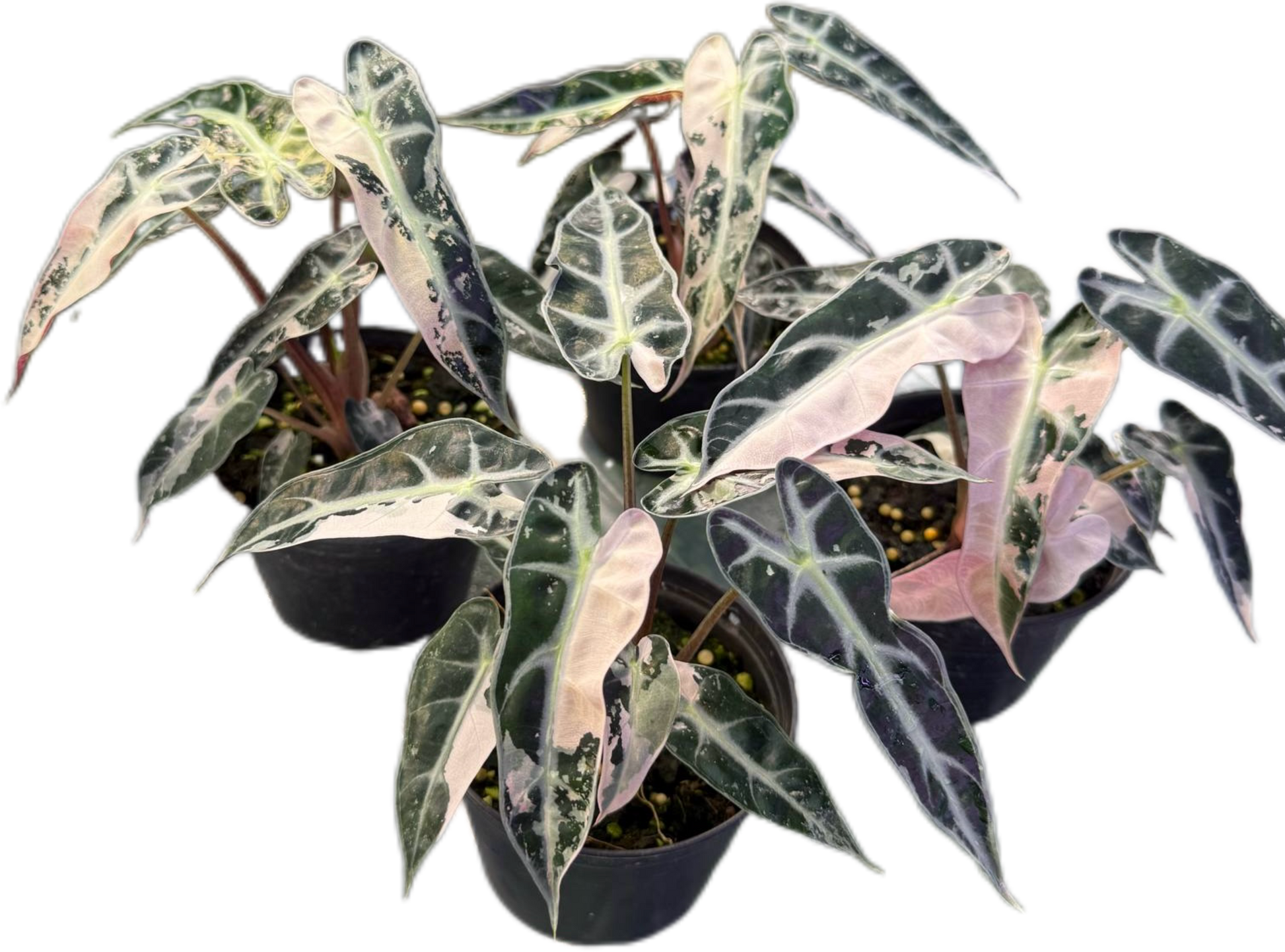 Buy Alocasia Bambino Pink Variegated | Thailand Export