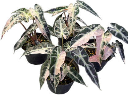 Alocasia Bambino Pink Variegated