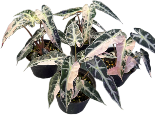 Alocasia Bambino Pink Variegated