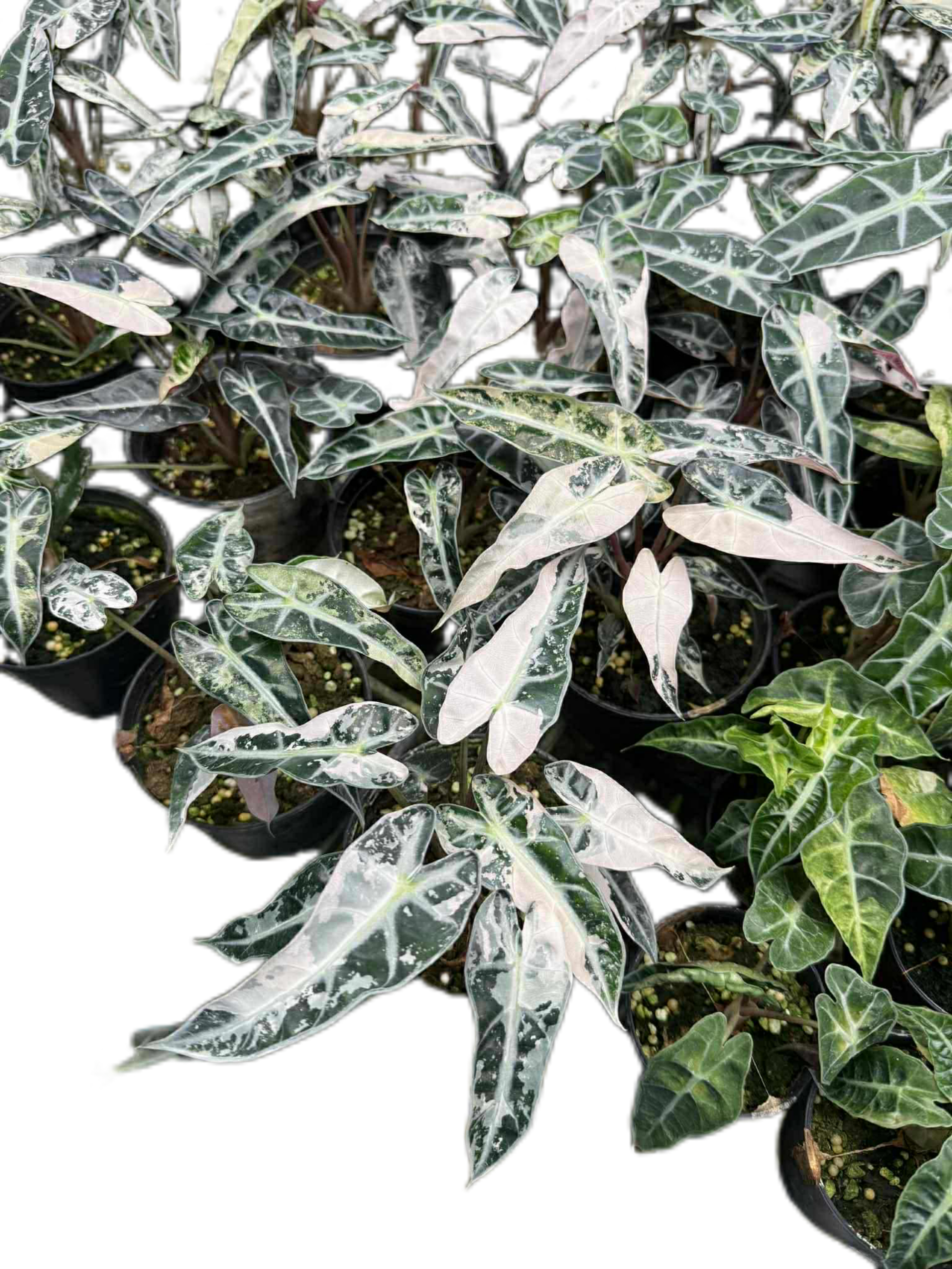 Alocasia Bambino Pink Variegated Set of 5 Plants 