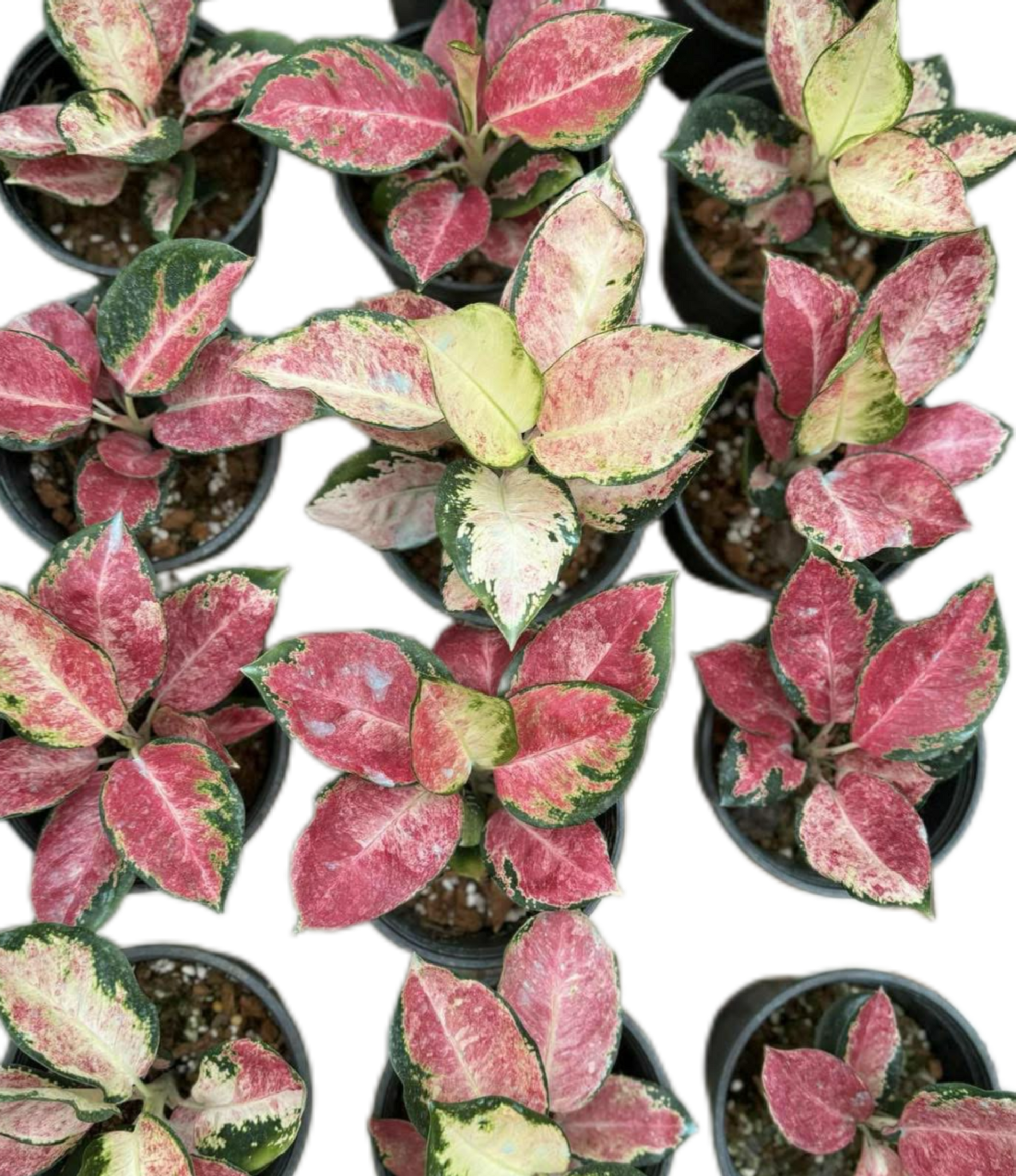 Aglaonema “Tricolor Cochin”
