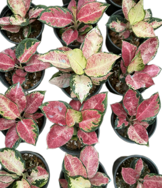 Aglaonema “Tricolor Cochin”