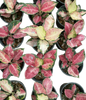 Aglaonema “Tricolor Cochin”