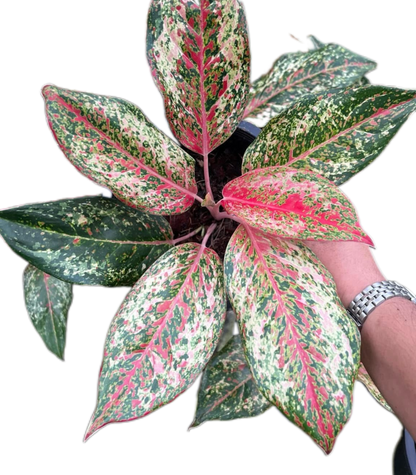 Aglaonema ‘20 Karat’ Wholesale of 5 Plants