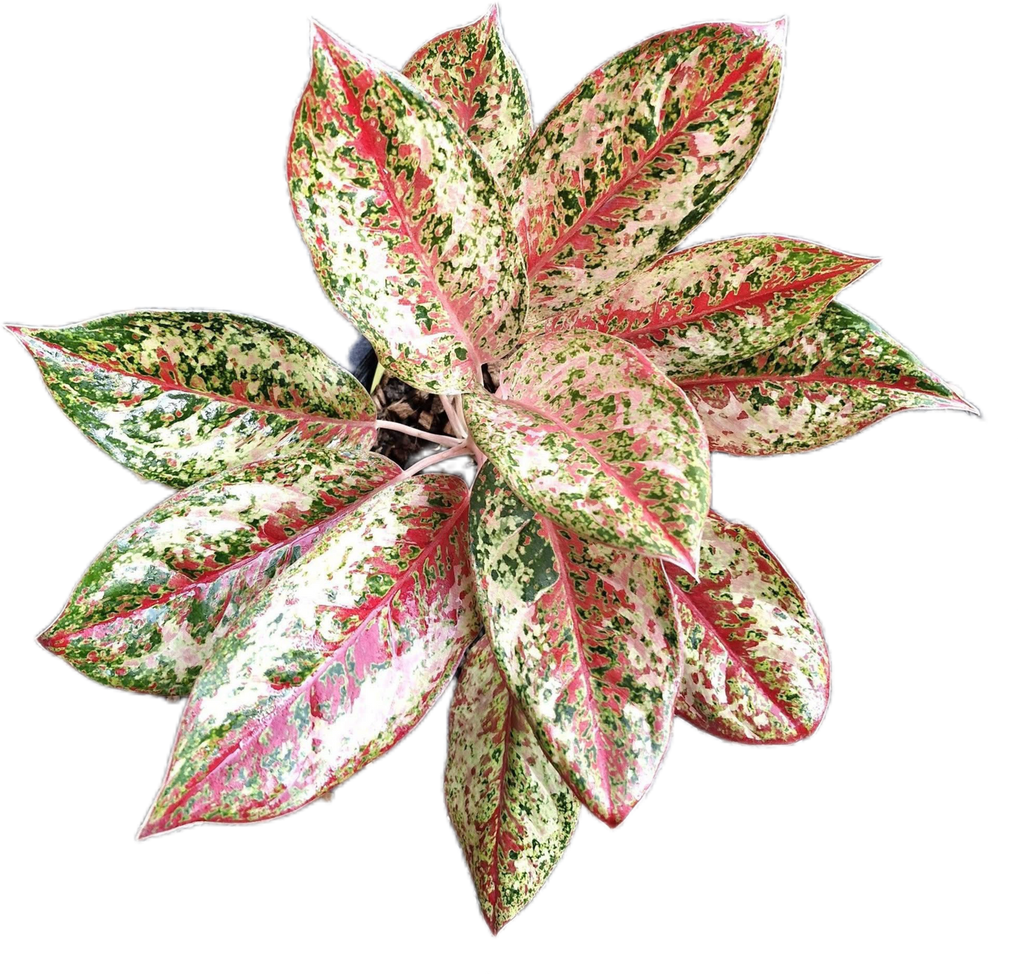 Aglaonema ‘20 Karat’ Wholesale of 5 Plants