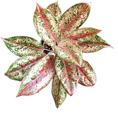 Aglaonema ‘20 Karat’ Wholesale of 5 Plants