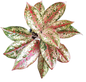 Aglaonema ‘20 Karat’ Wholesale of 5 Plants