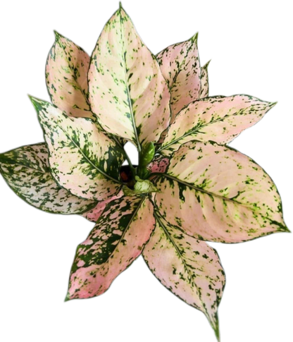 Aglaonema “Kham Khun Orange” Set of 5 Plants