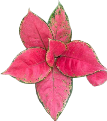 Aglaonema “Super Red” Wholesale Set of 5 Plants