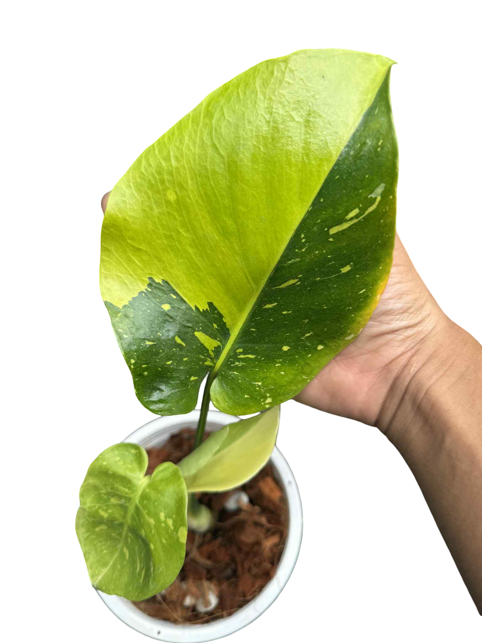 Monstera Deliciosa “Thong Kee Ma” Variegated- Rare Actual Plant