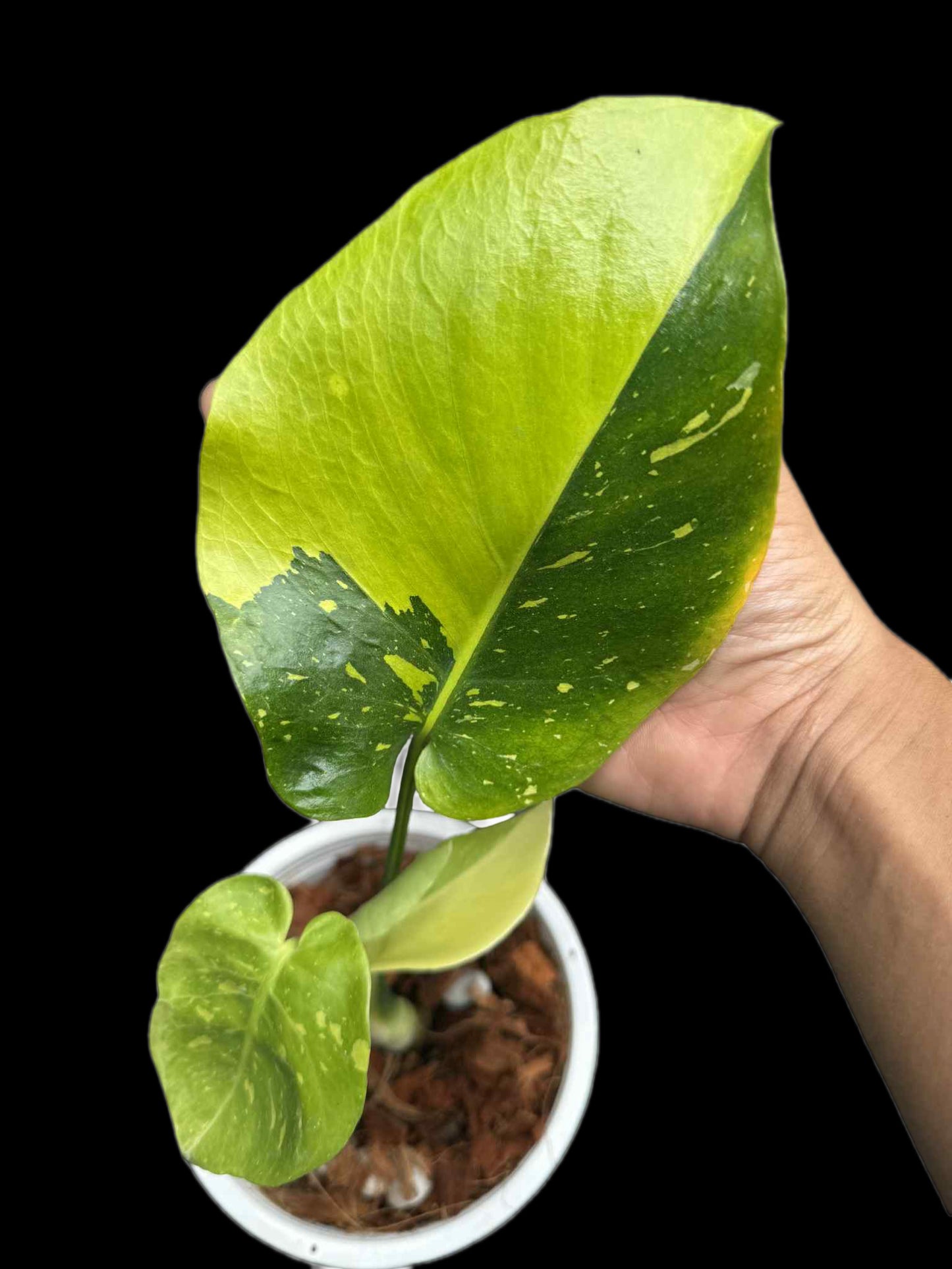 Monstera Deliciosa “Thong Kee Ma” Variegated- Rare Actual Plant