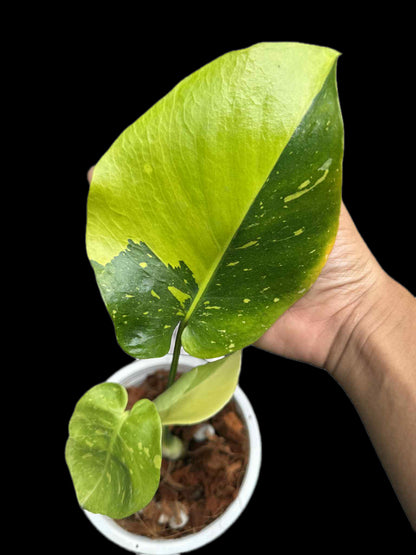 Monstera Deliciosa “Thong Kee Ma” Variegated- Rare Actual Plant