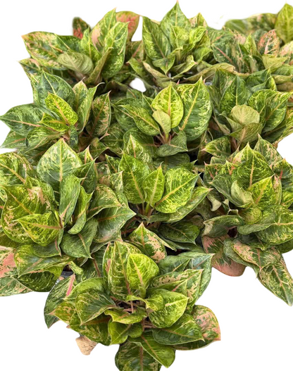 aglaonema collection Buy Aglaonema “Mahasettee” Bundle of 5 Pl…