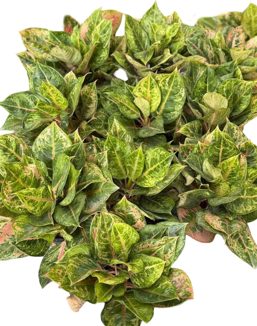 Aglaonema “Godzilla” – Set of 10 Plants