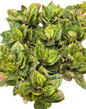 Aglaonema “Godzilla” – Set of 10 Plants