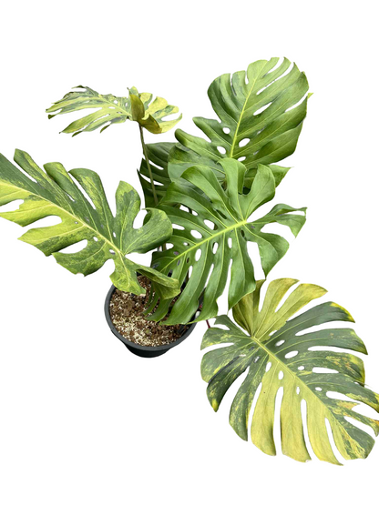 Monstera Deliciosa “Golden Mint” Variegated – Mature Big Size (Rare Actual Plant)