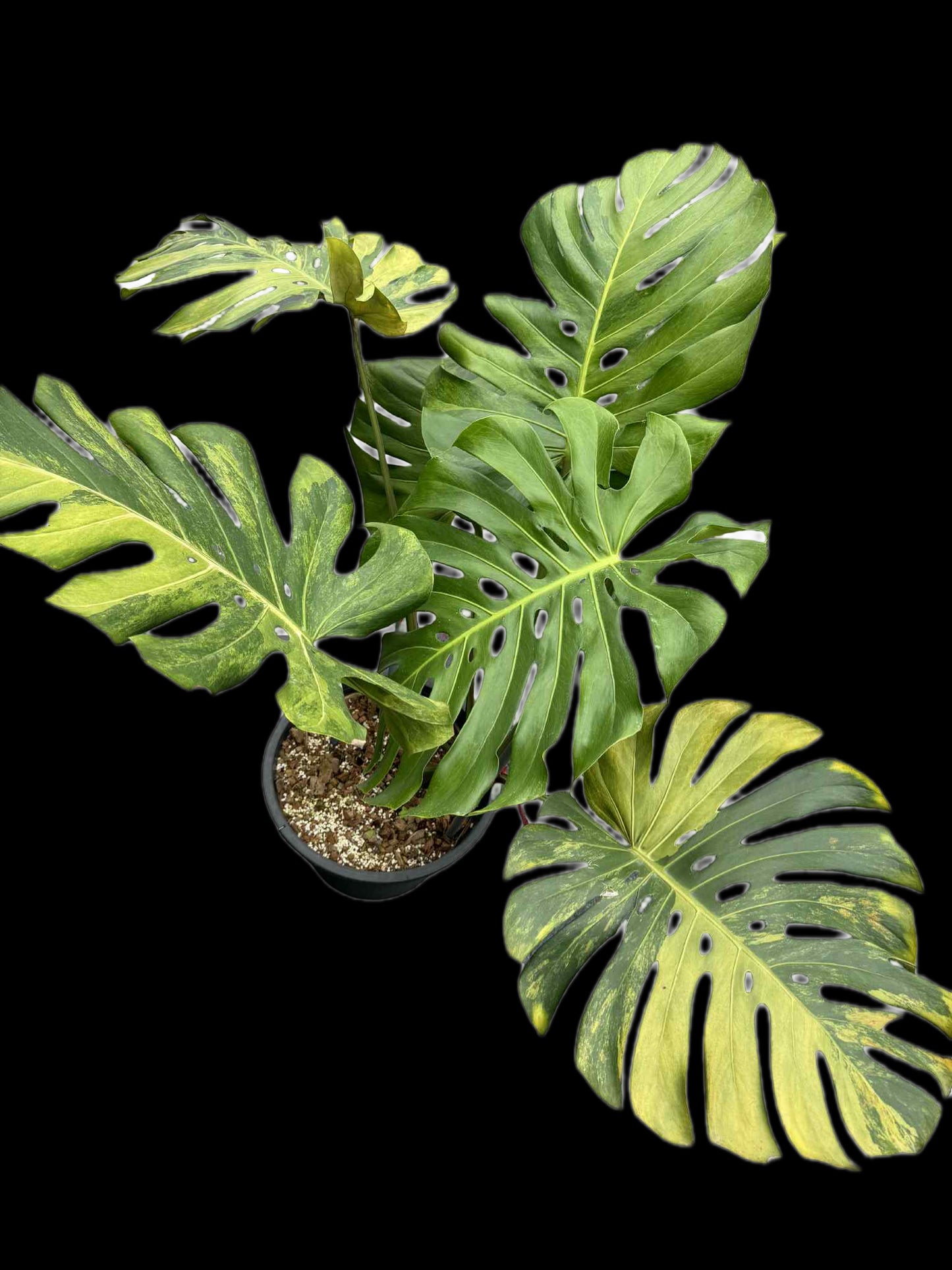 Monstera Deliciosa “Golden Mint” Variegated – Mature Big Size (Rare Actual Plant)