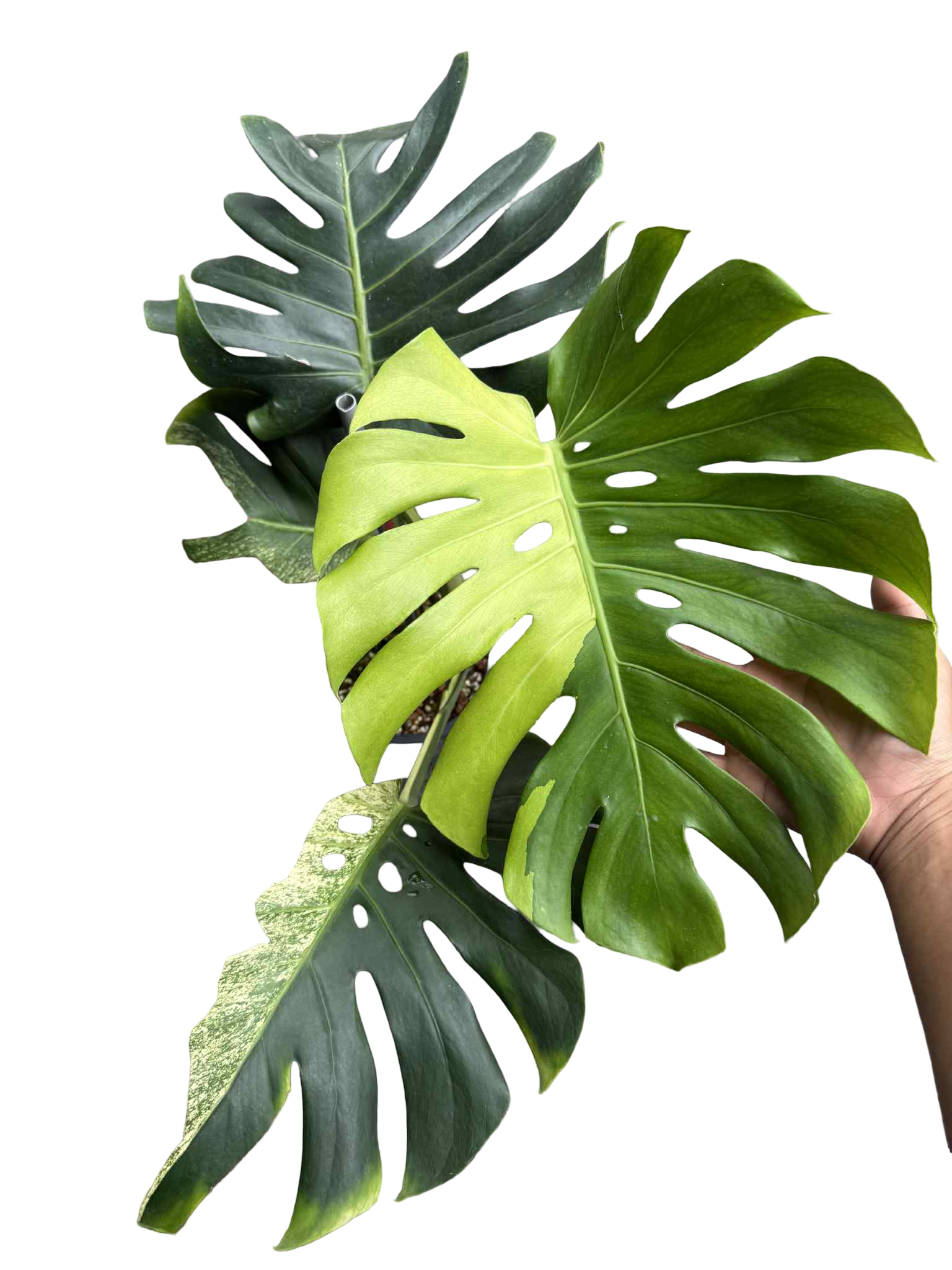 Monstera Deliciosa “Green On Lime” Variegated –(Actual Plant)