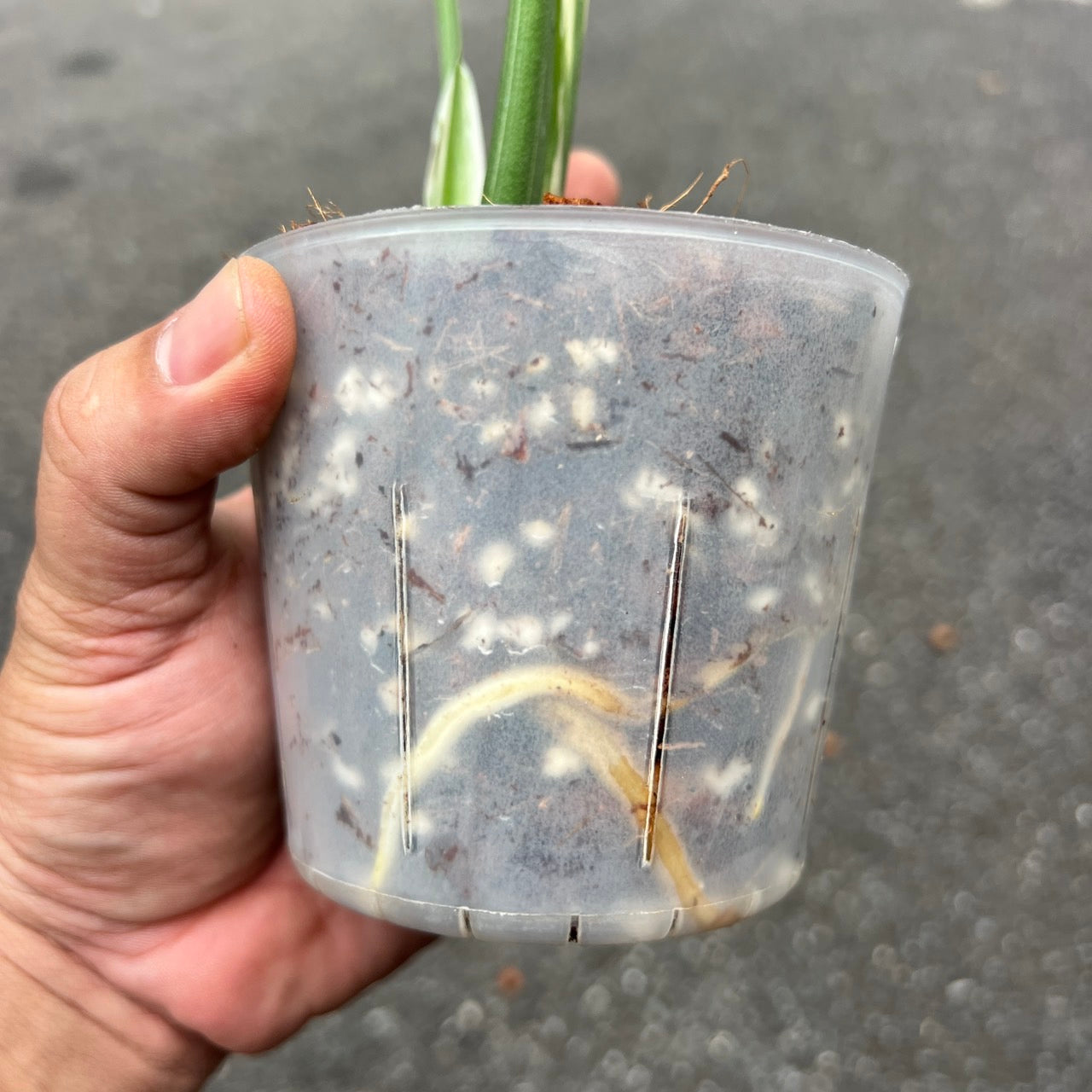 Monstera Thai Constellation “Cup Form” Variegated –(Actual Plant)