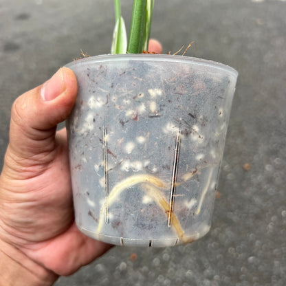 Monstera Thai Constellation “Cup Form” Variegated –(Actual Plant)