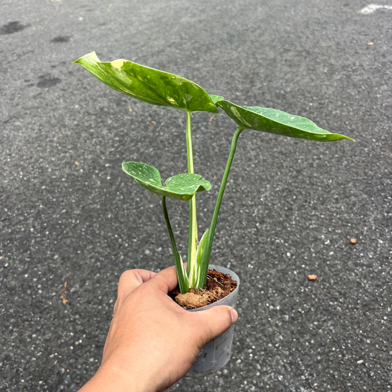 Monstera Thai Constellation “Cup Form” Variegated –(Actual Plant)
