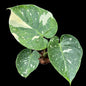 Monstera Thai Constellation “Cup Form” Variegated –(Actual Plant)
