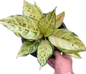 Aglaonema “Lucky” Wholesale of 10 Plants