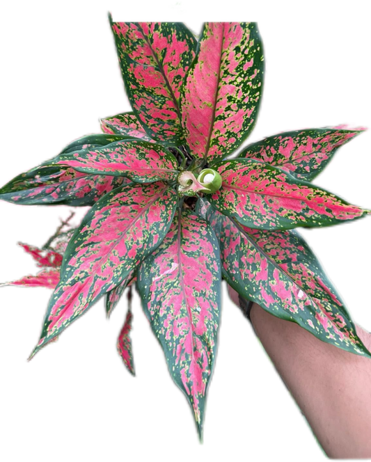 Aglaonema “Anya Manee Daeng” (Wholesale Set of 10 Plants)