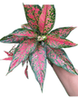 Aglaonema “Anya Manee Daeng” (Wholesale Set of 10 Plants)