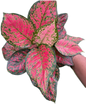 Aglaonema “Anya Manee Daeng” Rounded Leaves (Wholesale Set of 10 Plants)