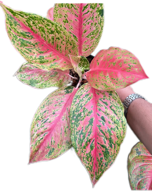 Aglaonema “Lak Sap” Wholesale Set of 10 Plants