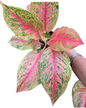 Aglaonema “Lak Sap” Wholesale Set of 10 Plants