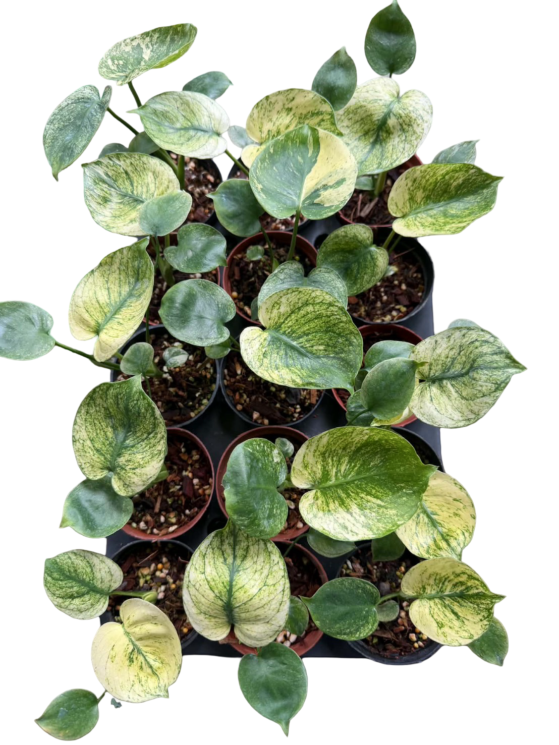 Monstera deliciosa ‘Mint Siam’ Variegated – 6-Inch Pot (From Tissue Culture) | Set of 3 Plants