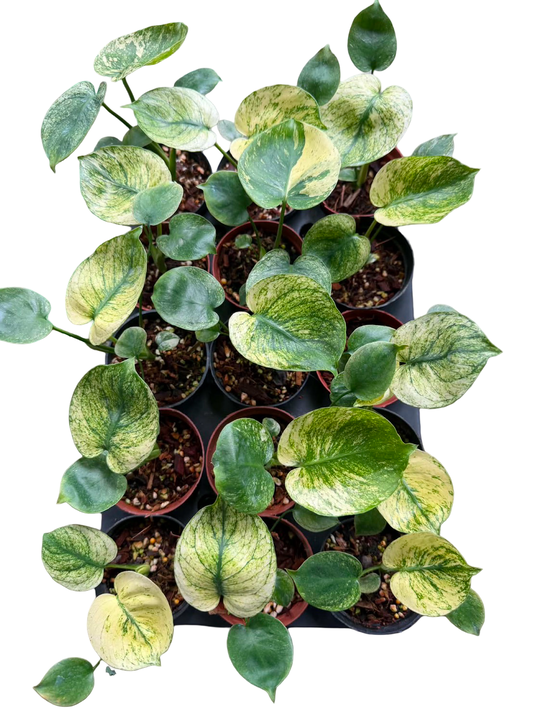 Monstera deliciosa ‘Mint Siam’ Variegated – 6-Inch Pot (From Tissue Culture) | Set of 3 Plants