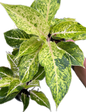 Aglaonema “Lak Sap See Thong” (Wholesale Set of 10 Plants)