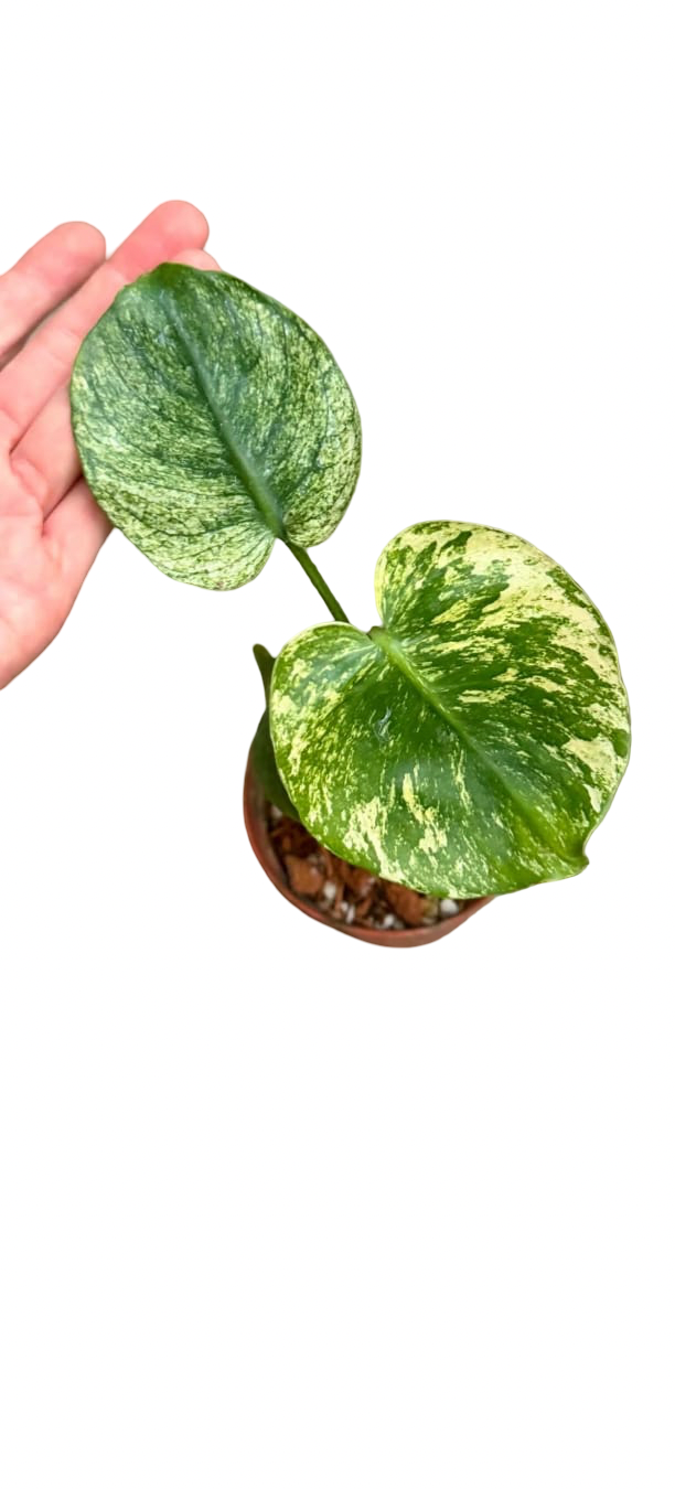 Monstera deliciosa ‘Mint Siam’ Variegated – 6-Inch Pot (From Tissue Culture) | Set of 3 Plants