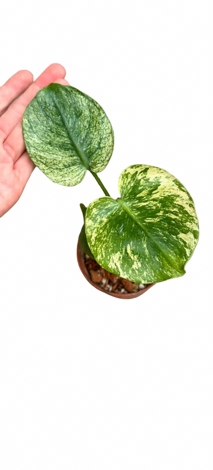 Monstera deliciosa ‘Mint Siam’ Variegated – 6-Inch Pot (From Tissue Culture) | Set of 3 Plants