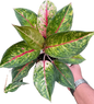 Aglaonema “Kwak Ngern Kwak Thong” (Bundle Set of 10 Plants)