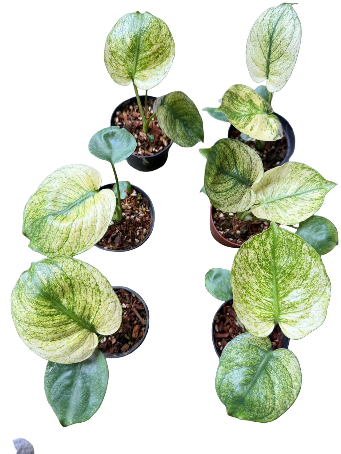 Monstera deliciosa ‘Mint Siam’ Variegated – 6-Inch Pot (From Tissue Culture) | Set of 3 Plants