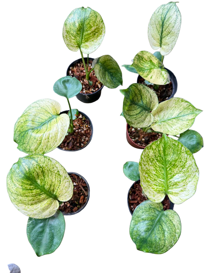 Monstera deliciosa ‘Mint Siam’ Variegated – 6-Inch Pot (From Tissue Culture) | Set of 3 Plants