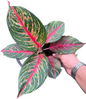 Aglaonema “Amnat Charoen” (Wholesale of 10 Plants)