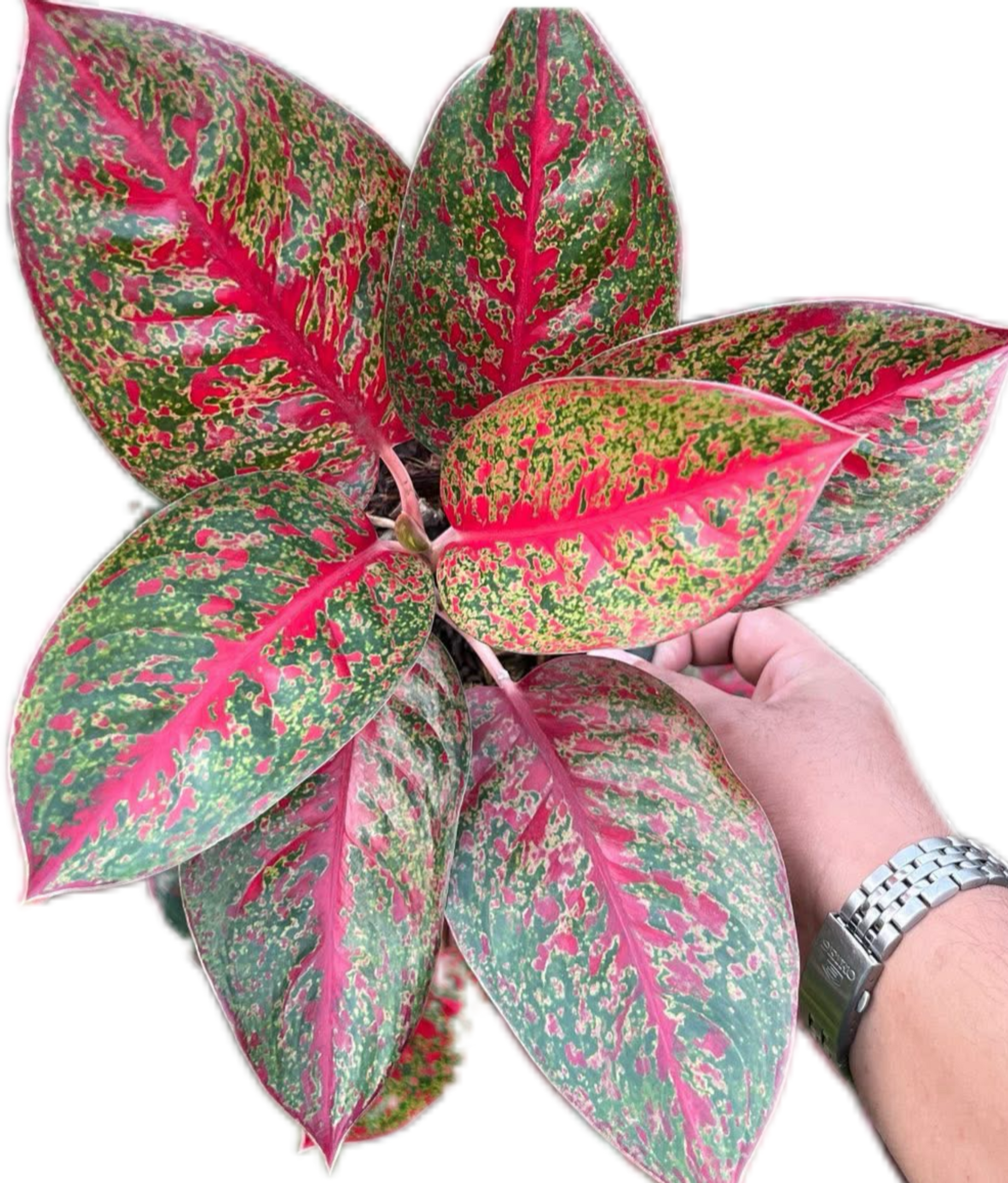 Aglaonema “Sap Mongkol” Wholesale of 10 Plants
