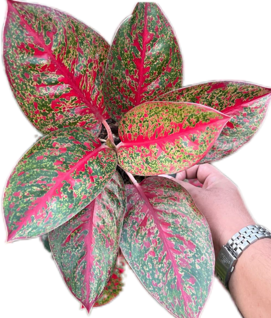 Aglaonema “Sap Mongkol” Wholesale of 10 Plants