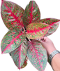 Aglaonema “Sap Mongkol” Wholesale of 10 Plants