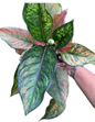 Aglaonema “Heng Heng” Wholesale of 10 Plants