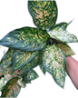 Aglaonema “Anyamanee Orange” Wholesale of 10 Plants
