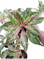Aglaonema “Kwak Maha Mongkol” Wholesale of 10 Plants