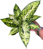 Aglaonema “Rub Thong” Wholesale of 10 Plants