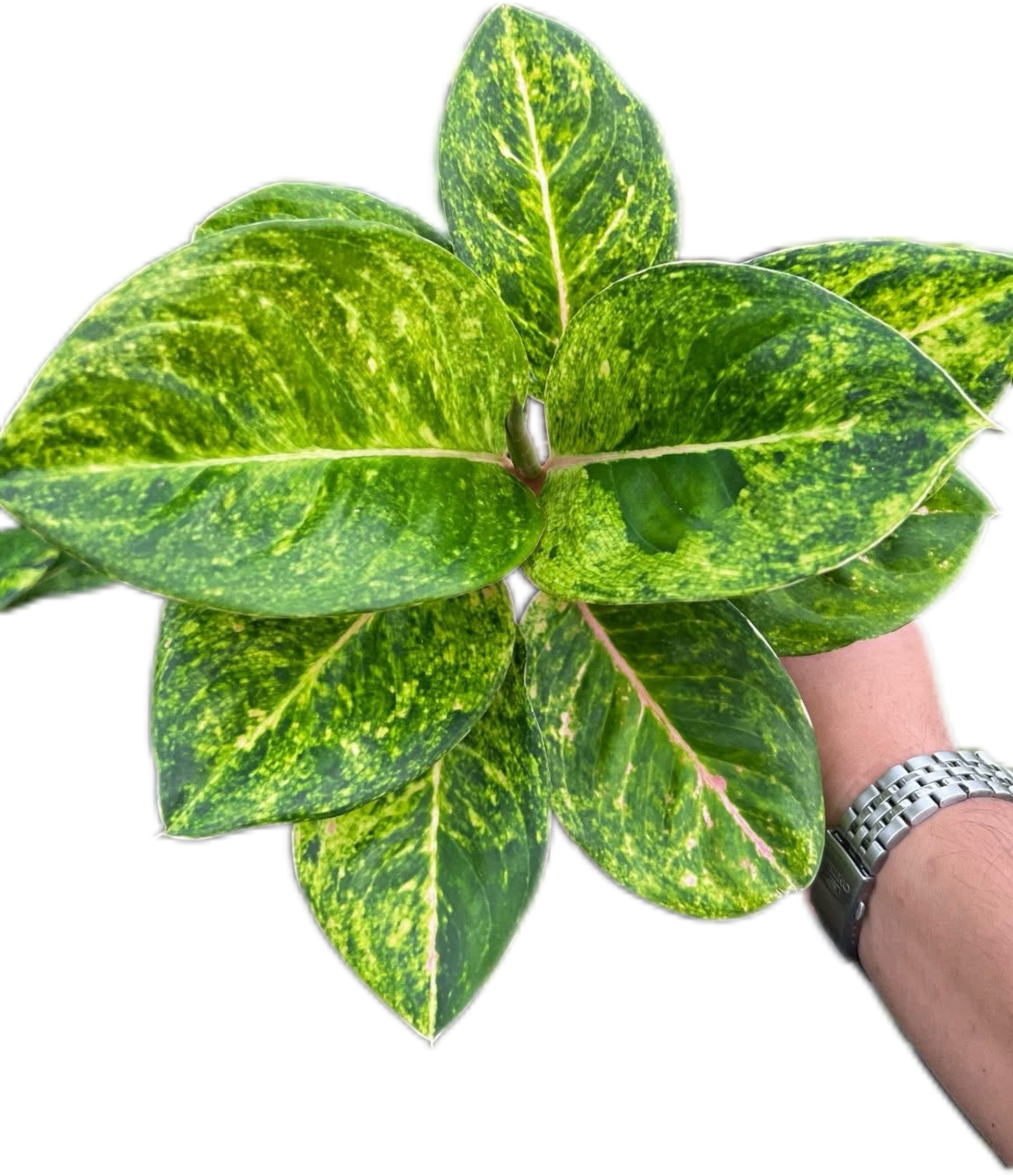 aglaonema buy Buy Aglaonema “Kham Lai Yhok” Bundle of 5…