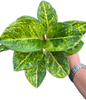 Aglaonema “Kham Lai Yhok” Bundle of 5 Plants